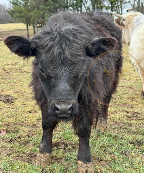 Micro Miniature Cow For Sale at MICROMINIHIGHLANDCOW.COM