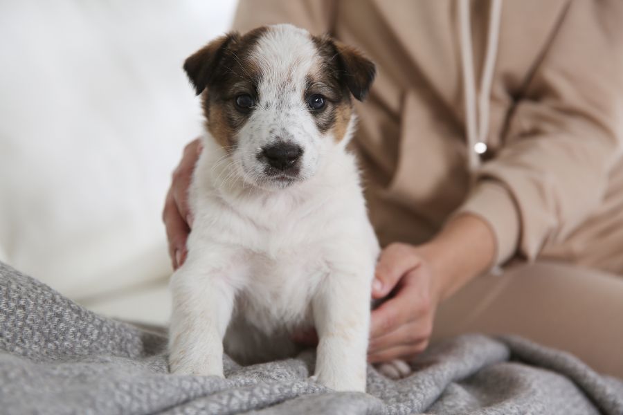 How to Choose the Right Veterinarian for Your Pet’s Lifelong Care