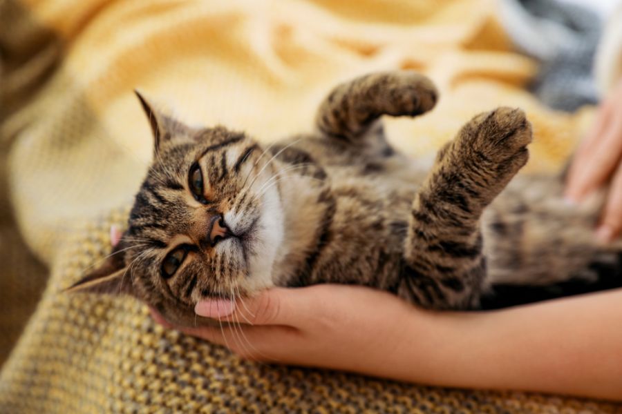 How to Prepare Your Pet for a Veterinary Appointment