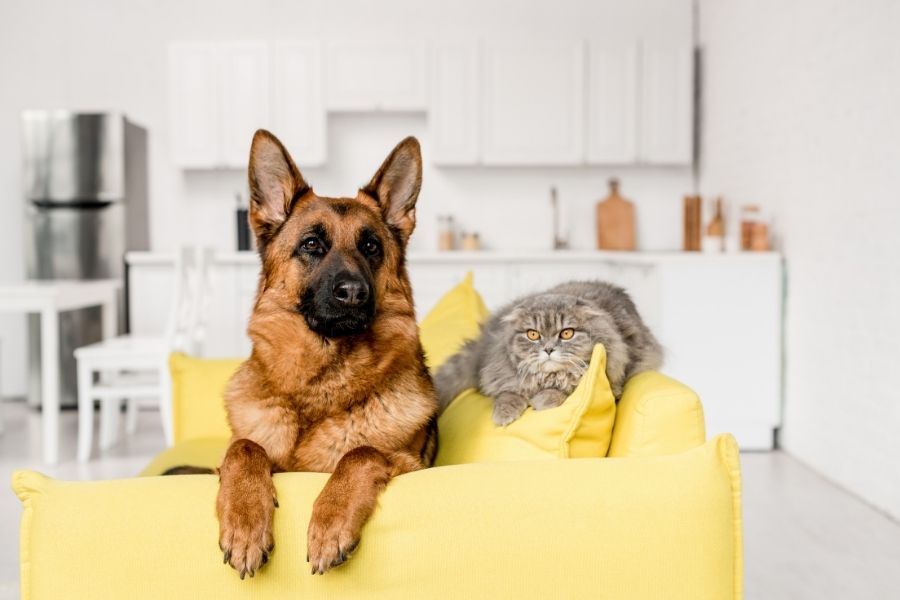 Benefits of Routine Veterinary Care for Pets